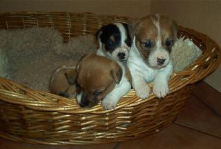 Jack-russell Welpen-Rauhaar-