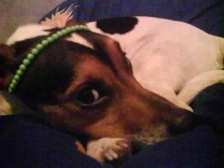 Jack russel 2 jahre