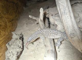 Varanus acanthurus Stachelschwanzwaran