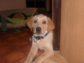 Labrador redriewer mix welpe 4 monate