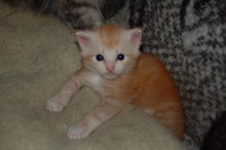 Maine Coon Kitten ab September abzugeben