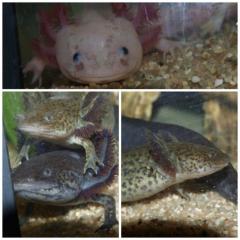 VERKAUFE AXOLOTL