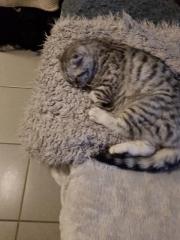 Bkh Kater silver black tabby whiskas