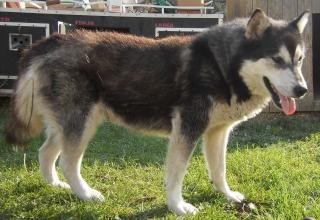 Alaskan Malamute abzugeben