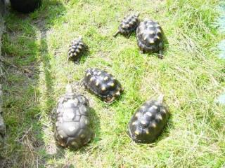 Köhlerschildkröten abzugeben