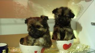 Chihuahua-Yorkshire-Malteser-Shi Tzu Mix zu verkaufen