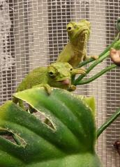 10 junge Vierhornchamäleons Chamaeleo quadricornis