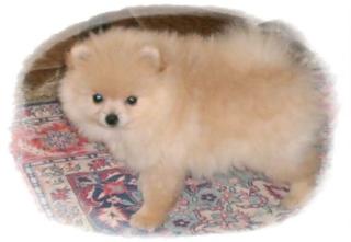 Pomeranian - Zwergspitz