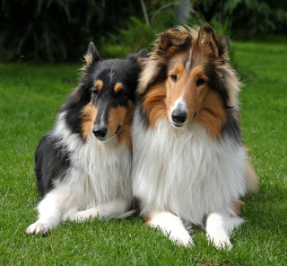 Amerikanische Collie Welpen