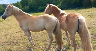 Tiroler Haflinger Wallach und Stute