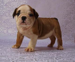 Englische Bulldogge, Sie suchen Ihren Traumhund