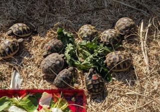 Kleine griechische Landschildkröten