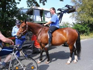 Pferdeausbildung, Pferdefreundlich und Professionell von Trainerin B Reitsport