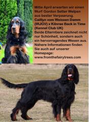 Wurfankündigung Gordon Setter From the Fairy Trees