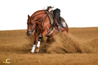 Deckhengst - Quarter Horse Reining