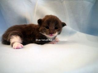 Äußerst Typvolle blue white Maine Coon Kätzin mit Stammbaum