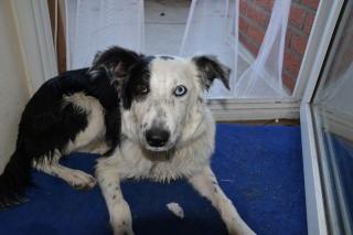 Notfall Border Collie Blue Merle Ben 8 Monate