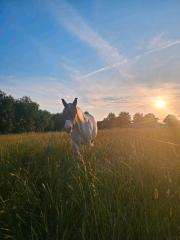 Gesucht Beistellpferd Senior Pony nicht o nur bedingt reitbar