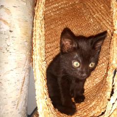 Schwarze Kätzchen Hauskatze