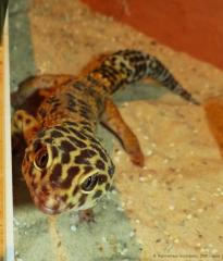 1, 1 Eublepharis macularius, Leopardgecko, adult