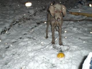 Weimaraner Hündin abzugeben