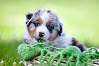 Grateful-Ranch Australian Shepherd Wurfankündigung