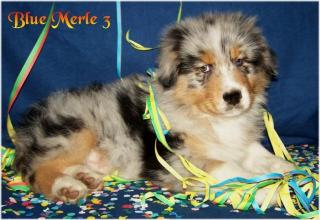 Zuckersüße Australian Shepherd Welpen