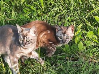 Bengalen kitten