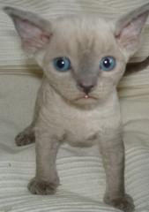 Zauberhafte Devon Rex Kitten