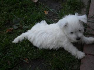 West Highland Terrier 8 Wochen 1 AA geimpft, gechipt usw. mit Stammbaum 390, - Eur