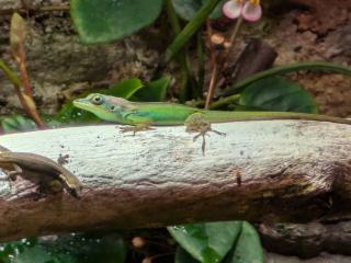 Anolis roquet summus