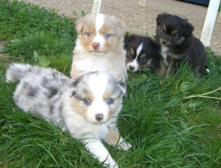 Tolle Australian Shepherd Welpen Minis