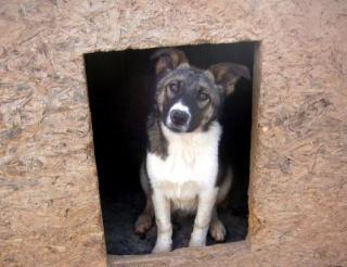 Jeremy - schüchterner Hundejunge wartet auf seine Menschen