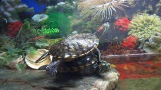 2 Wasserschildkröten suchen ein neues Zuhause