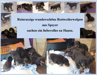 Wunderschöne Rottweilerwelpen in Speyer suchen ein liebevolles Zuhause