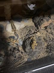 Leopardgecko Weibchen zu verkaufen