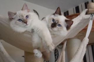 Ragdolls von den Traumschnurrern haben Kitten