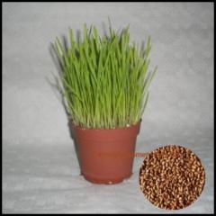 BIO Katzengras Samen Triticum aestivum 50g