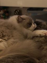 Ragdoll Kater sucht ein neues Schloss