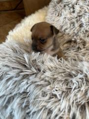 Chihuahua-Zwergpinscher Mischlings Welpen