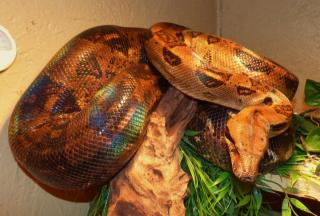 0, 1 Boa c. imperator HONDURAS, Kaiserboa, NZ 2021