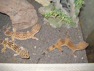 4 Leopardgecko weibchen inkl. Terrarium und Zubehör 300 Euro