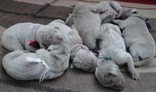 Weimaraner Welpen mit FCI Papieren