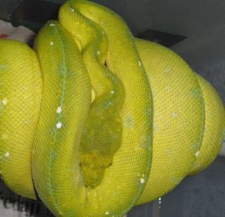 Morelia viridis u. s. w