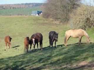 Solid farbene Paint Horse Stute nach Gebot als Zuchtstute zu verkaufen