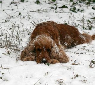 Wir erwarten suße Cocker Spaniel Welpen