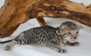 Traumhaftes F2B Savannah Kitten