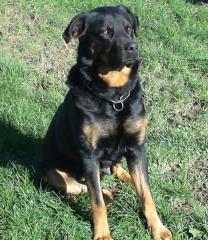 Rottweiler Schäferhund Mischling