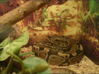 Ball Python zu verkaufen