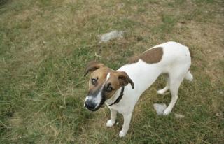 Border Collie/ Whippet Mischling